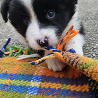 Border Collie