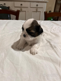 Shih Tzu di razza pregiata con Amore