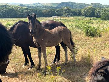 Cavalli Monterufolino
