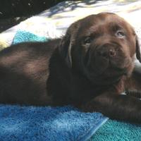 Labradors cuccioli chocolate