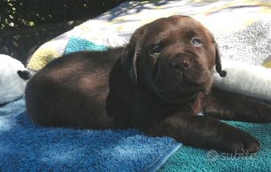 Labradors cuccioli chocolate