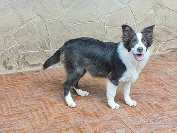 Cucciolone border collie pedigree 