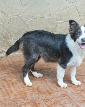 Cucciolone border collie pedigree 