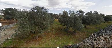 2 terreni a Galugnano