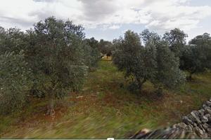 2 terreni a Galugnano