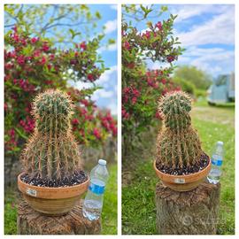 Cactus caudex lotto grande xxl pianta fiore  vaso