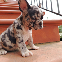 Cuccioli bulldog francesi esotici
