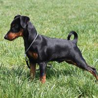 Pinscher