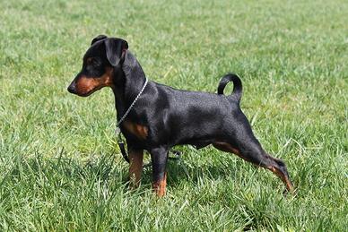 Pinscher