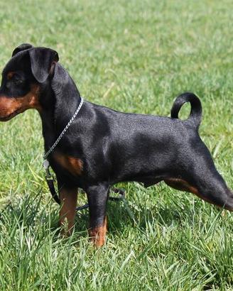 Pinscher