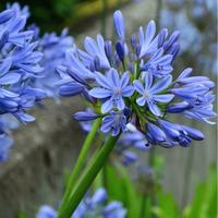 Agapanto azzurro a radice nuda