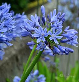 Agapanto azzurro a radice nuda