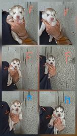 Disponibili cuccioli di siberian husky