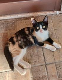 Macchia