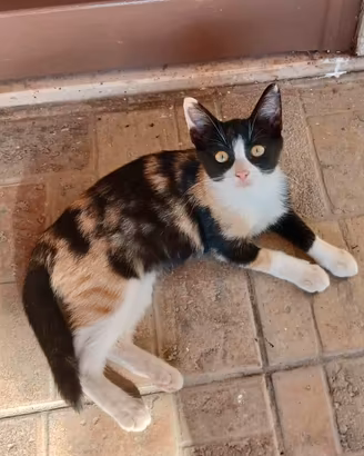 Macchia