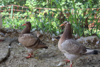 Colombi king e California xxl