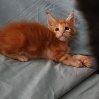Femminucce Maine Coon tg XXL con pedigree Anfi