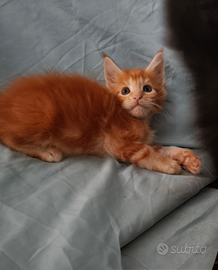 Femminucce Maine Coon tg XXL con pedigree Anfi