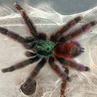 Caribena versicolor(ex avicularia)