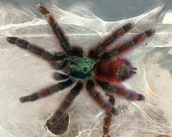 Caribena versicolor(ex avicularia)