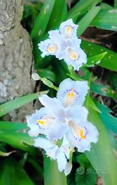 5 rizomi di Iris japonica