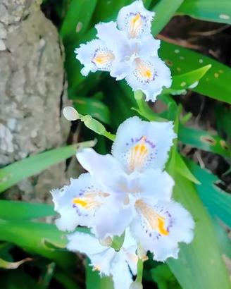 5 rizomi di Iris japonica
