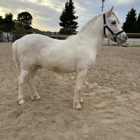 Poni