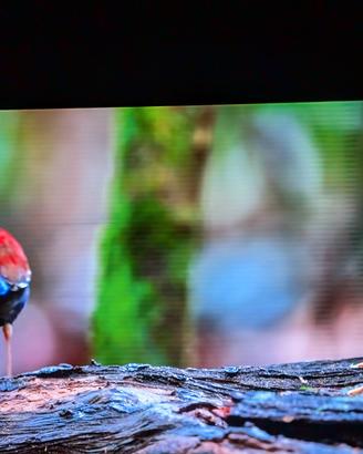 panasonic oled jz1500 55