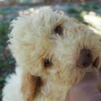 Lagotto Romagnolo Cuccioli MILANO ROMA