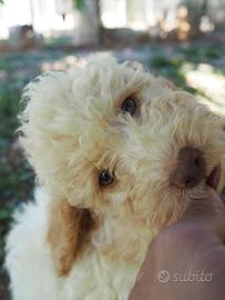 Lagotto Romagnolo Cuccioli MILANO ROMA