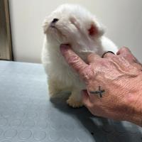Maltese