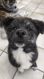 Cuccioli Akita Inu