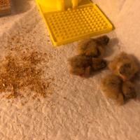 BOTTON QUAIL Quaglia cinese di piccola taglia