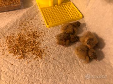 BOTTON QUAIL Quaglia cinese di piccola taglia