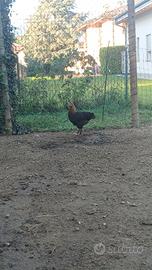 Galline