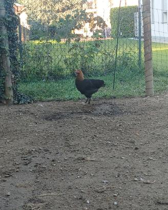 Galline