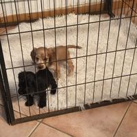 Cocker Spaniel Pedigree Enci