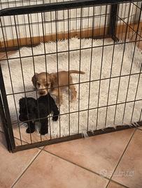 Cocker Spaniel Pedigree Enci