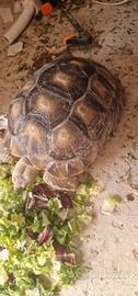 Sulcata Africana 5 anni