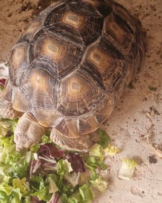 Sulcata Africana 5 anni