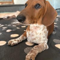 Cucciolo maschio bassotto piebald