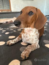 Cucciolo maschio bassotto piebald