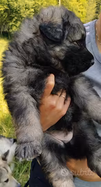 Cucciolo di cane