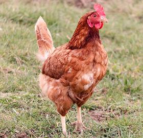 Galline ovaiole 20 mesi