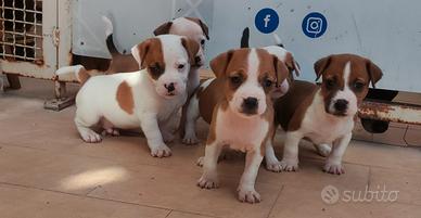 Jack Russell
