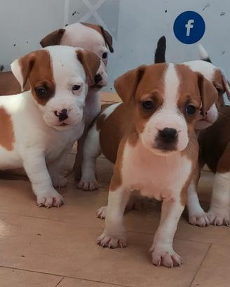 Jack Russell