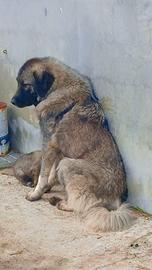 Cucciolo pastore del Caucaso