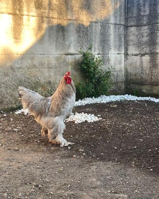 Brahma maschio
