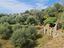 Immagine 11