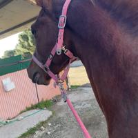 Stalloncino arabo